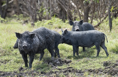 Feral pigs small group.jpg
