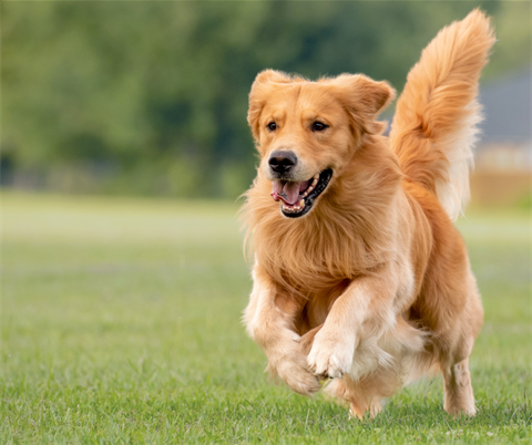 2024-Pet-Expo-Facebook-Posts-2.png