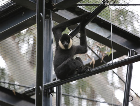 2022 10 20 Gibbon in their new enclosure