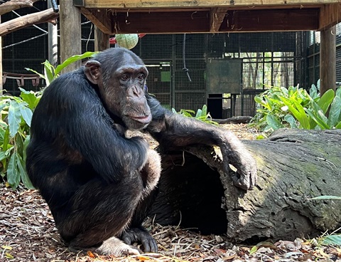 Jerry the chimpanzee - Rockhampton Zoo.jpg
