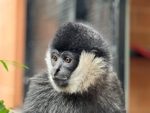 Tuson the White Cheeked Gibbon