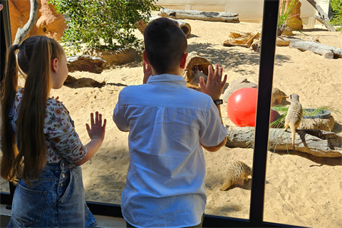 Meerkats at Rockhampton Zoo.png