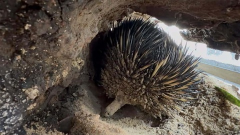 Meet Mono - Rockhampton Zoo's newest addition.jpg