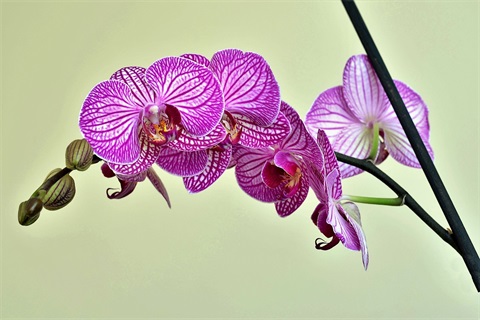 moth orchid