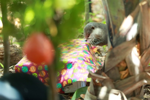 Otter checking out Christmas present