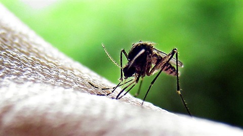 mosquito-4.jpg