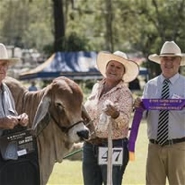 stud cattle winner