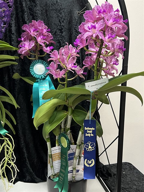 C.-amethystoglossa-J-Scott