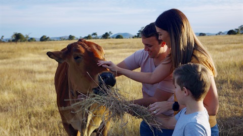 Henderson Park Farm Stay.jpg